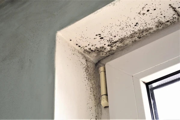 Mold Removal