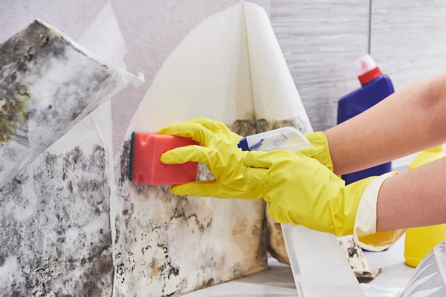 How Mold Removal Reduces Health Risks In Asbestos Areas Chester, PA