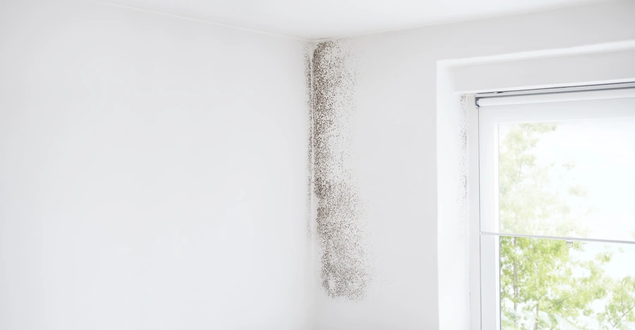 Superior Mold Remediation Chester, PA