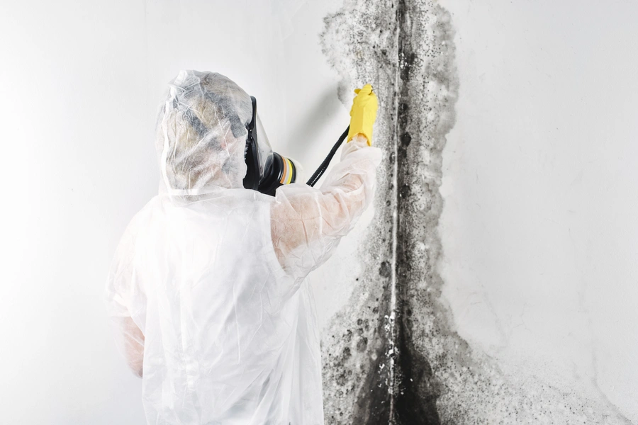 The Role Of Mold Removal In Safe Asbestos Abatement in Chester, PA The Role Of Mold Removal In Safe Asbestos Abatement in Chester, PA